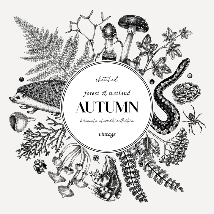 Autumn forest on chalkboard. Vinatge design template. Woodland animals, ferns, fall leaves, mushroom sketches. Hand drawn vector illustration. Greeting card or invitation.